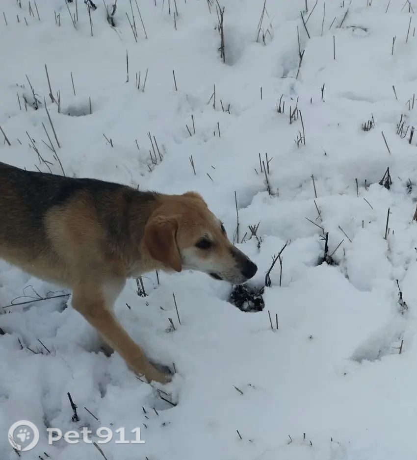 Пропала собака в Саранске — фото объявления