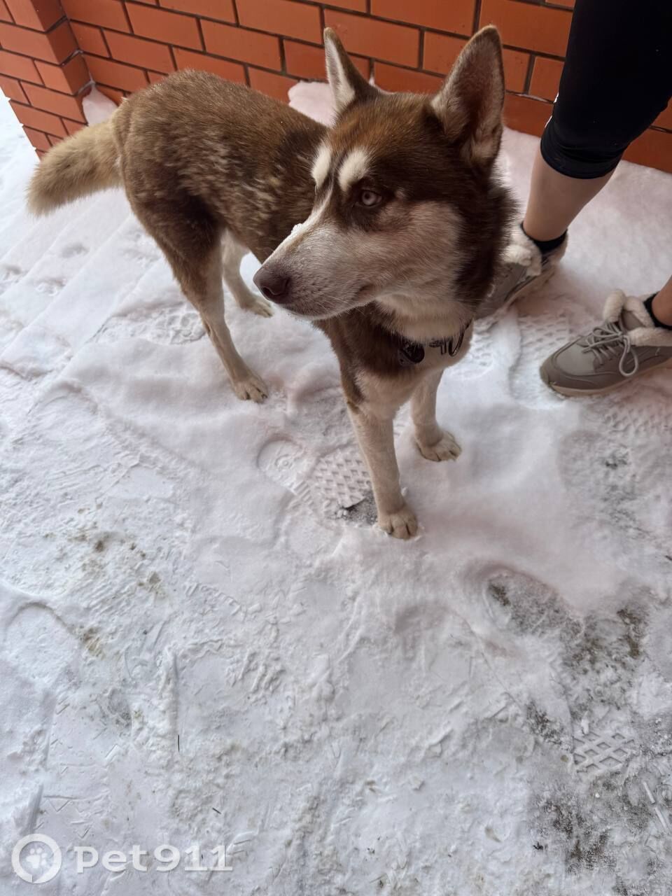 Найдена собака в Саранске — фото объявления