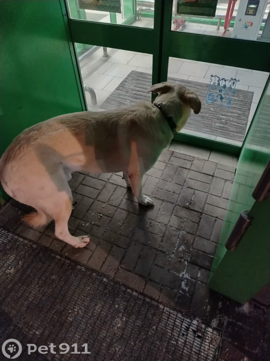 Найдена собака в Саранске — фото объявления