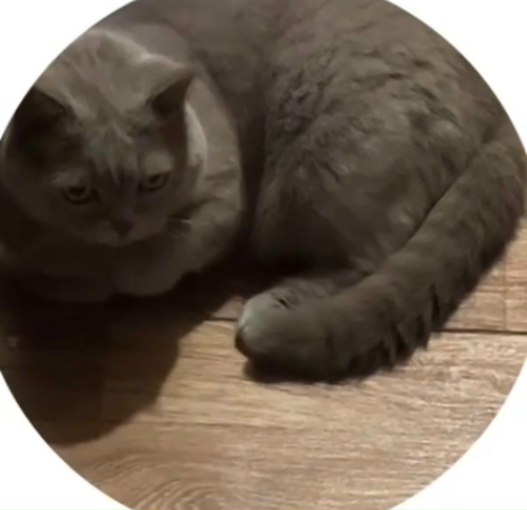 Пропала кошка в Саранске — фото объявления