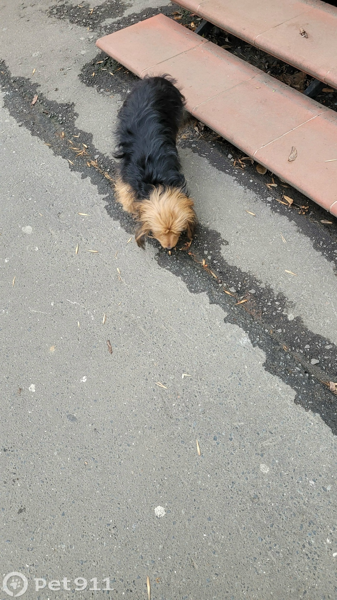 Найдена собака в Саранске — фото объявления