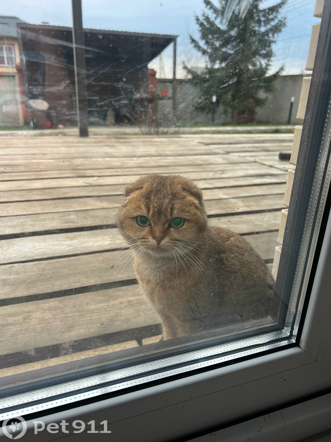 Найдена кошка в Саранске — фото объявления