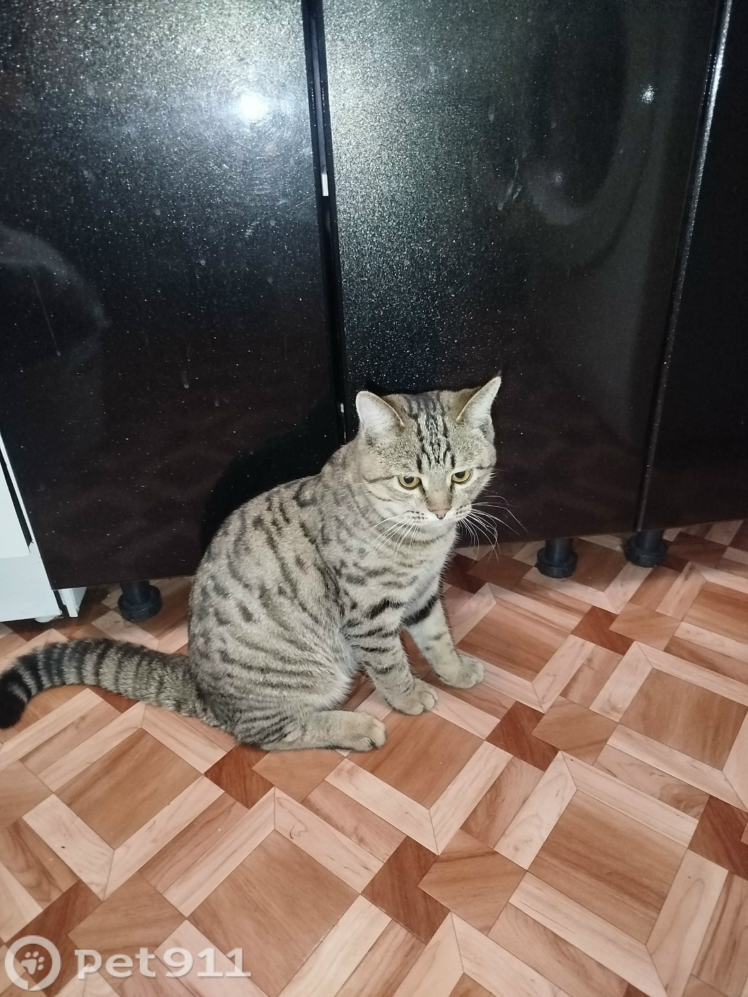 Найдена кошка в Саранске — фото объявления