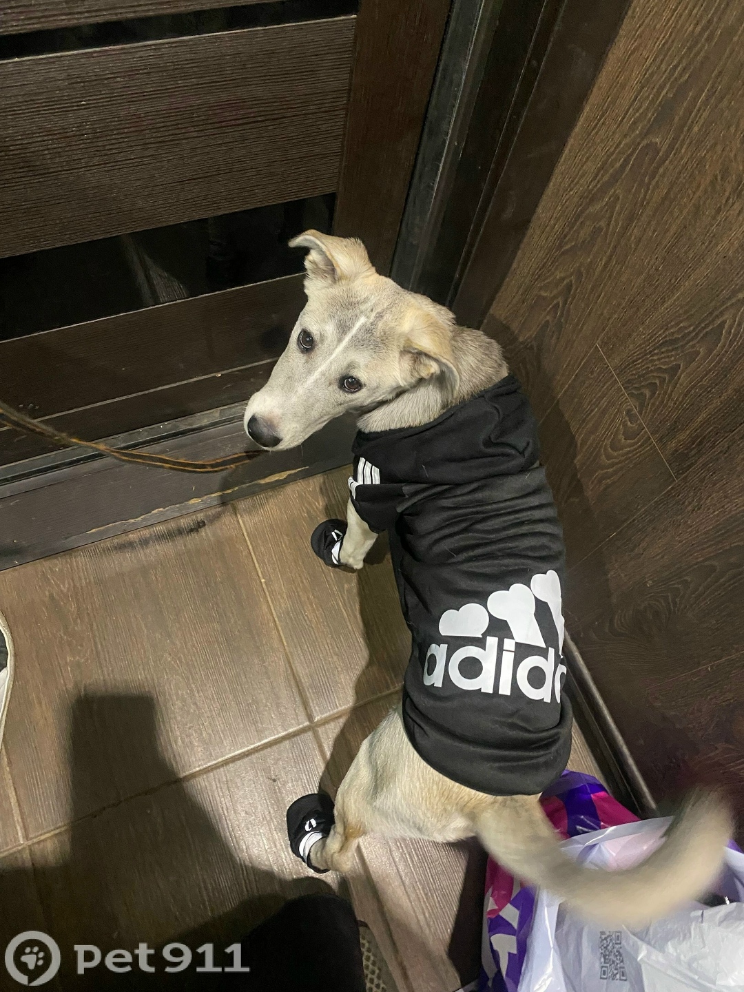 Пропала собака в Саранске — фото объявления