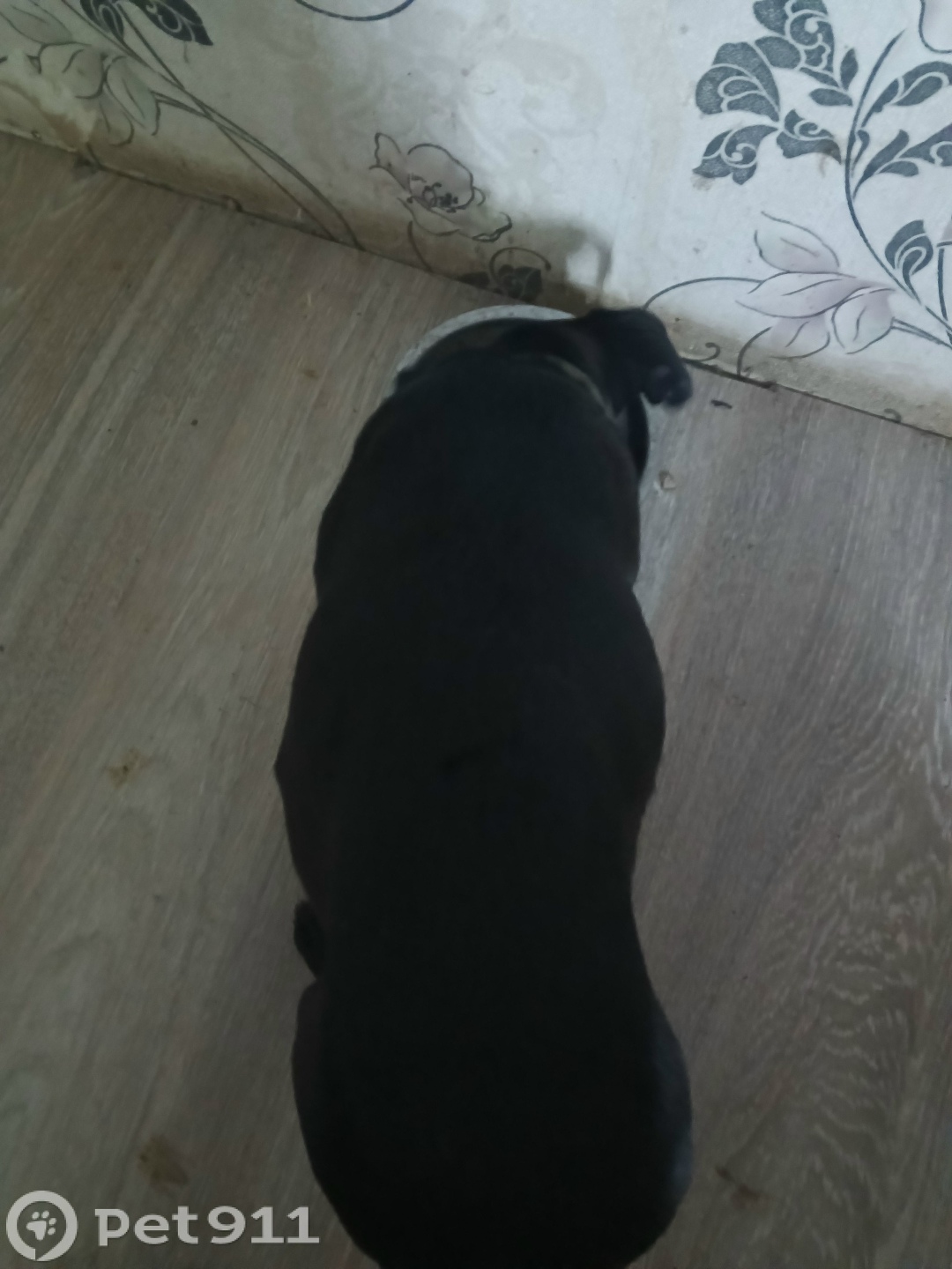 Найдена собака в Саранске — фото объявления