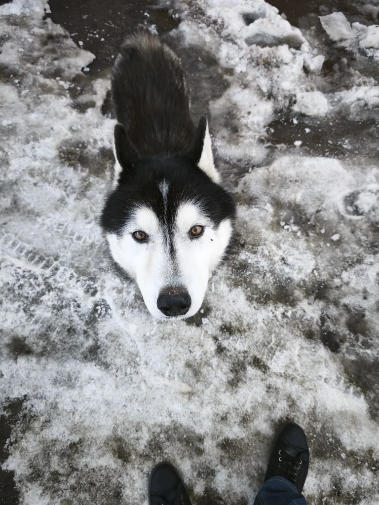 Пропала собака в Саранске — фото объявления
