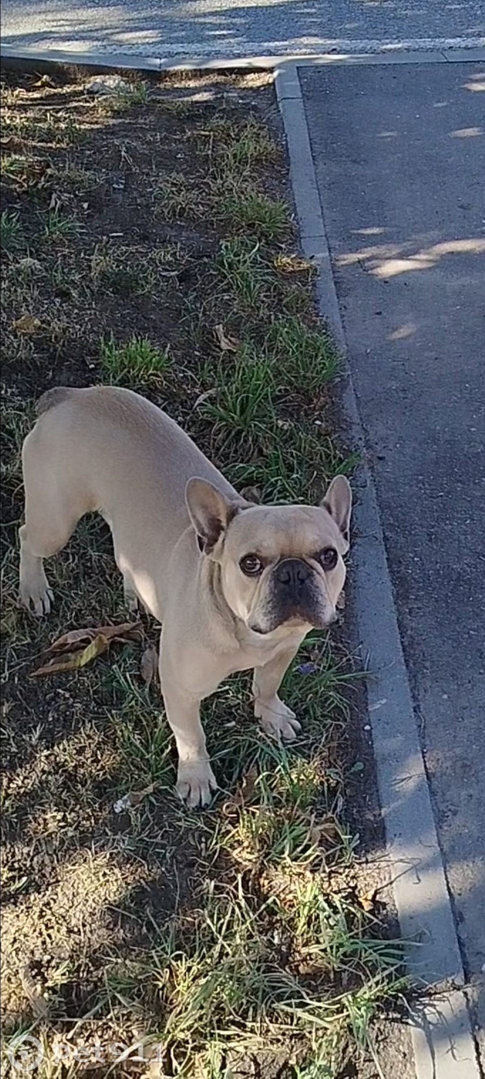 Пропала собака в Нальчике — фото объявления