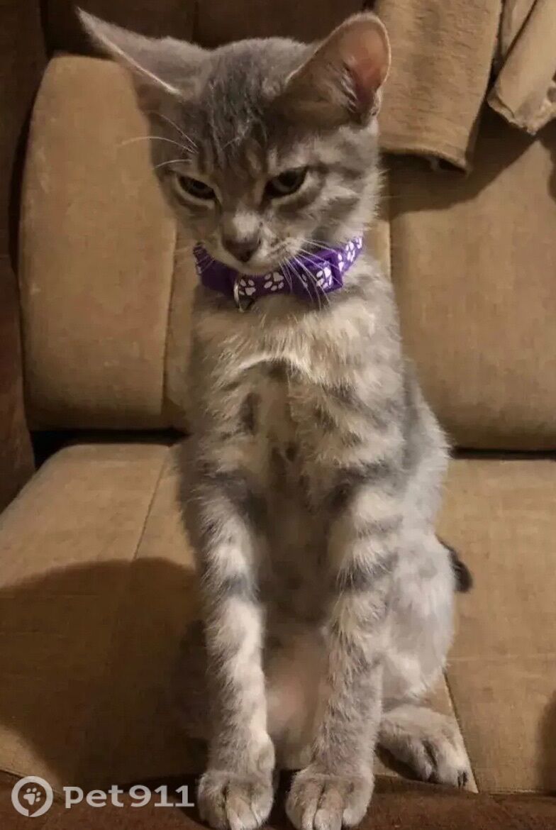 Пропала кошка в Нальчике — фото объявления