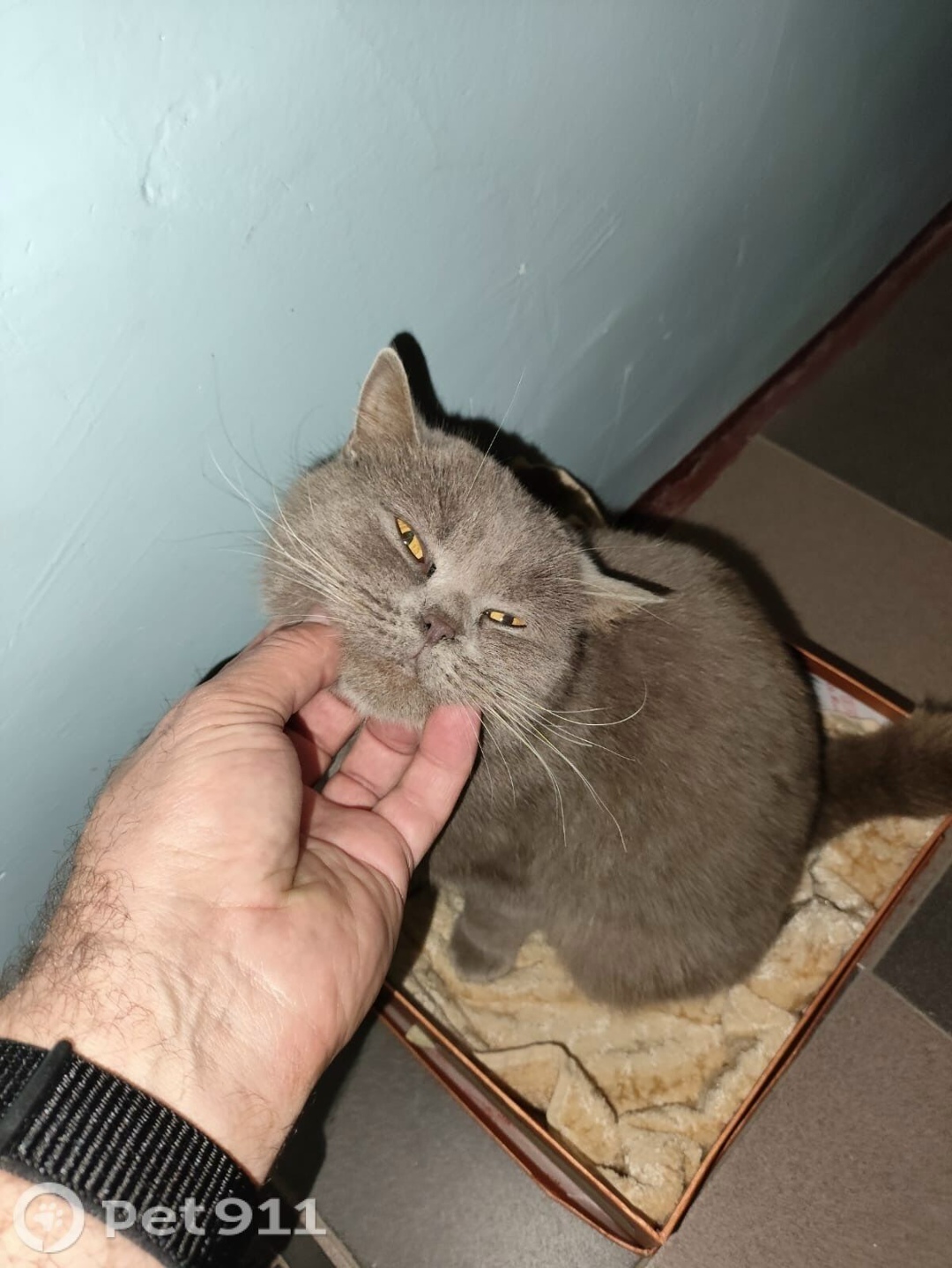 Найдена кошка в Нальчике — фото объявления