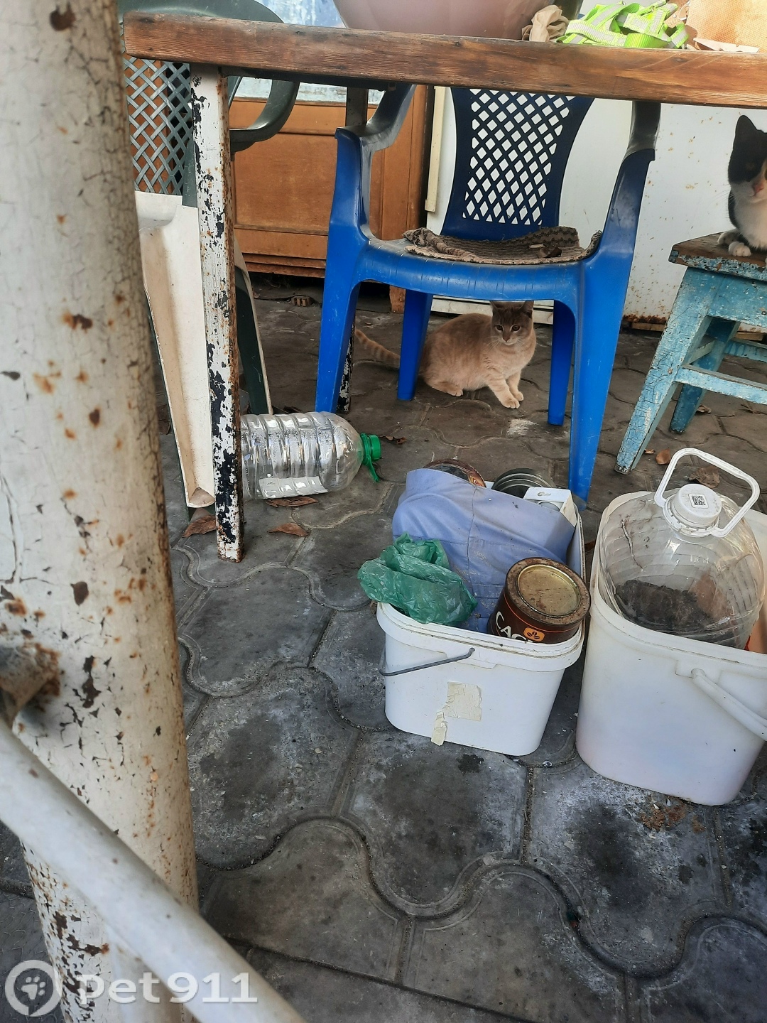 Найдена кошка в Нальчике — фото объявления