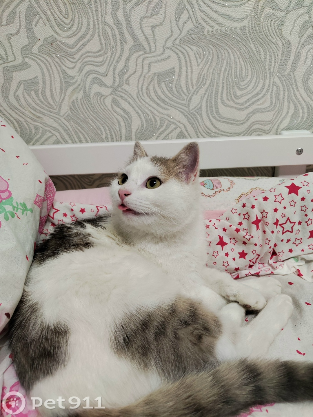 Пропала кошка в Нальчике — фото объявления