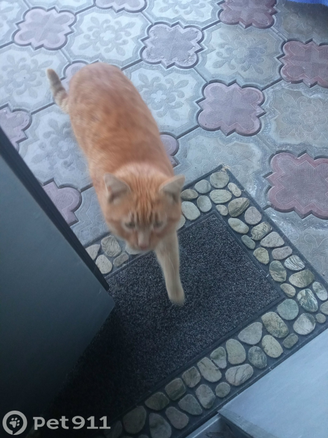 Найдена собака в Нальчике — фото объявления