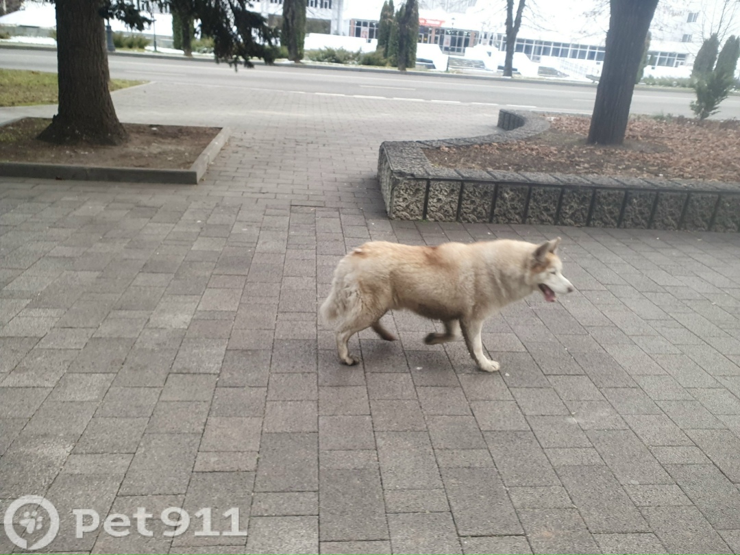 Найдена собака в Нальчике — фото объявления
