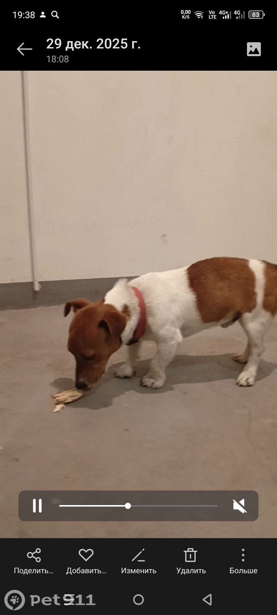 Найдена собака в Нальчике — фото объявления