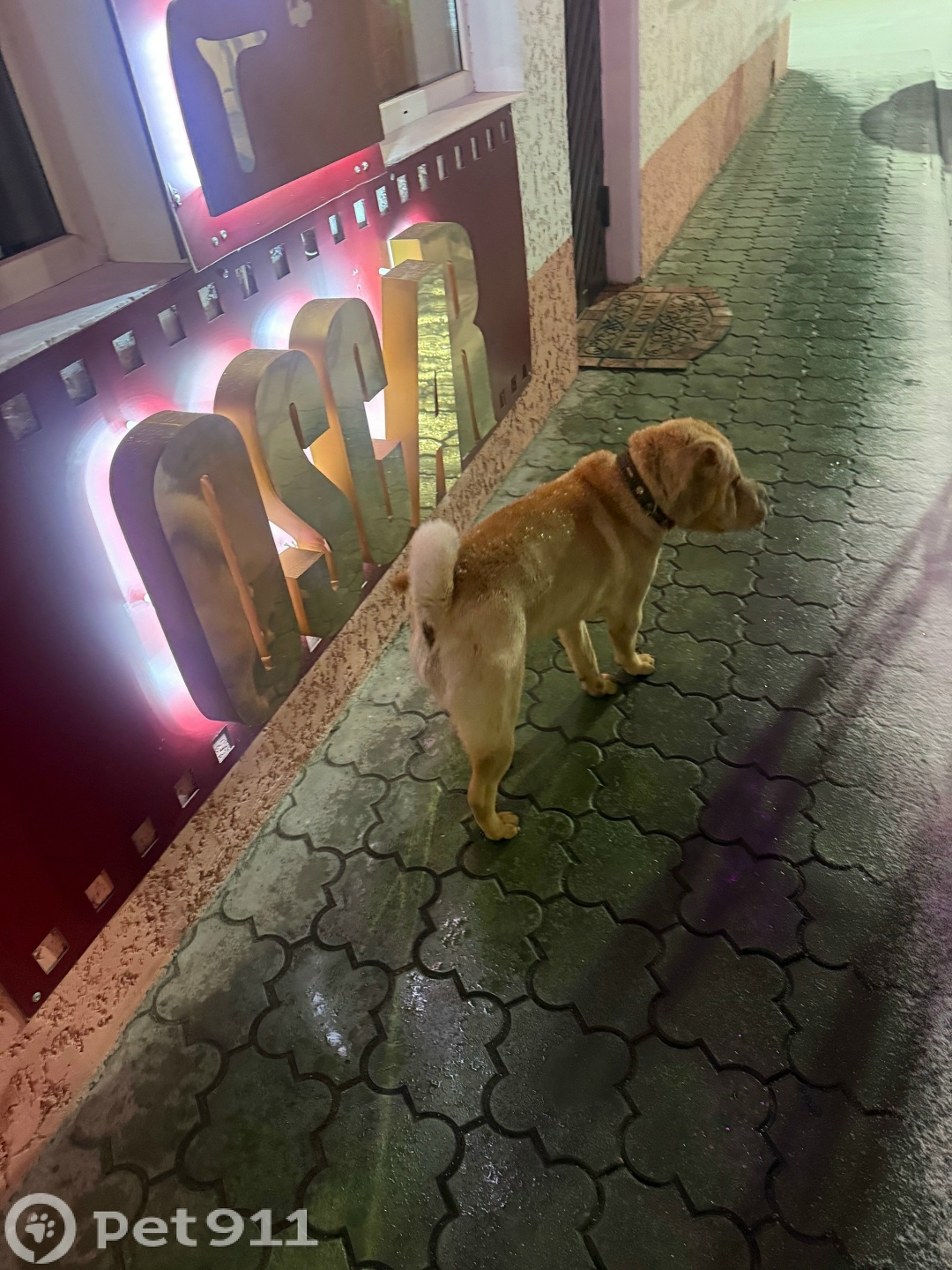 Найдена собака в Нальчике — фото объявления