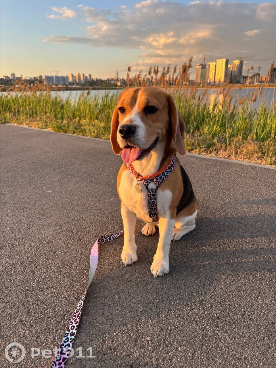 Пропала собака в Нальчике — фото объявления