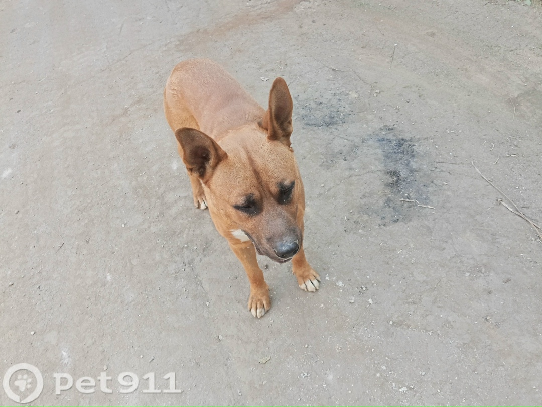 Найдена собака в Нальчике — фото объявления