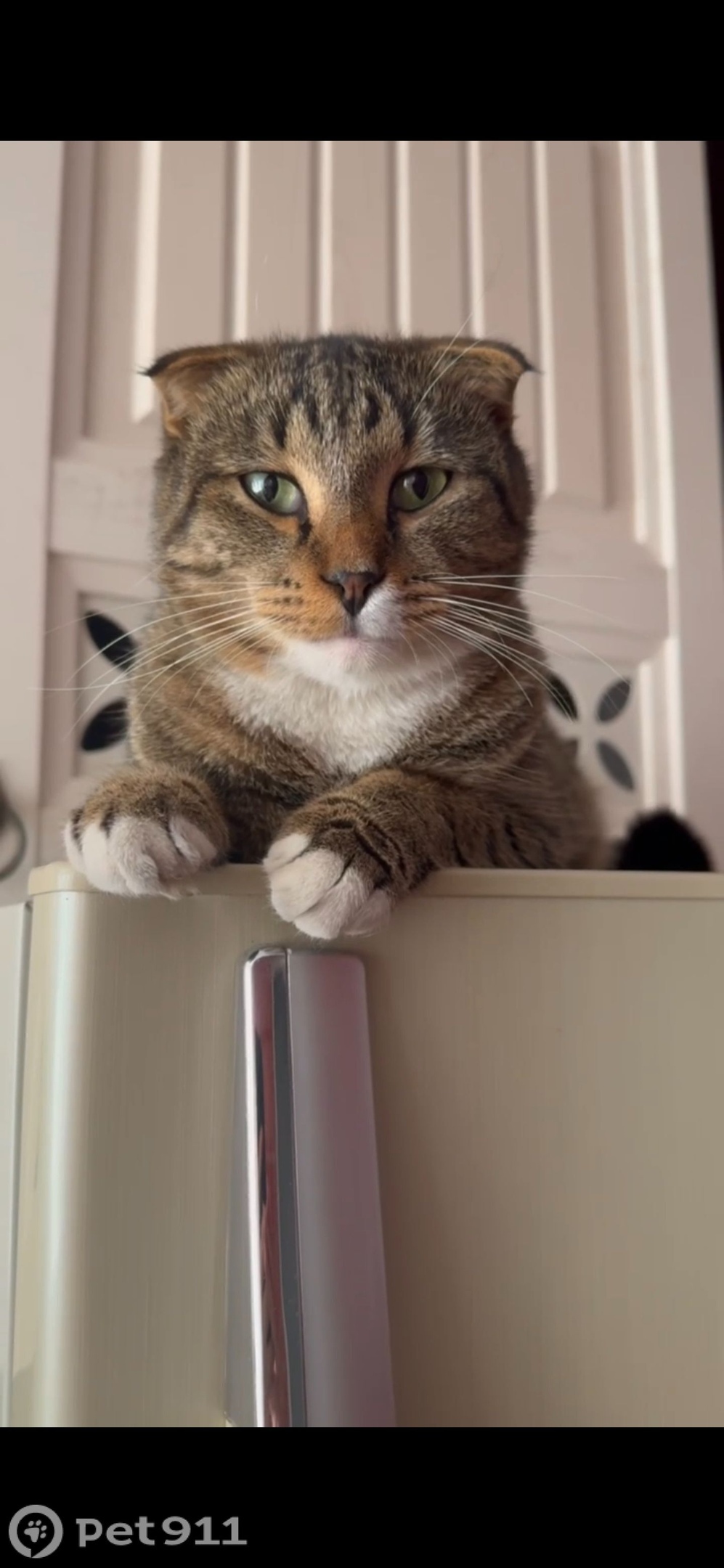 Пропала кошка в Нальчике — фото объявления