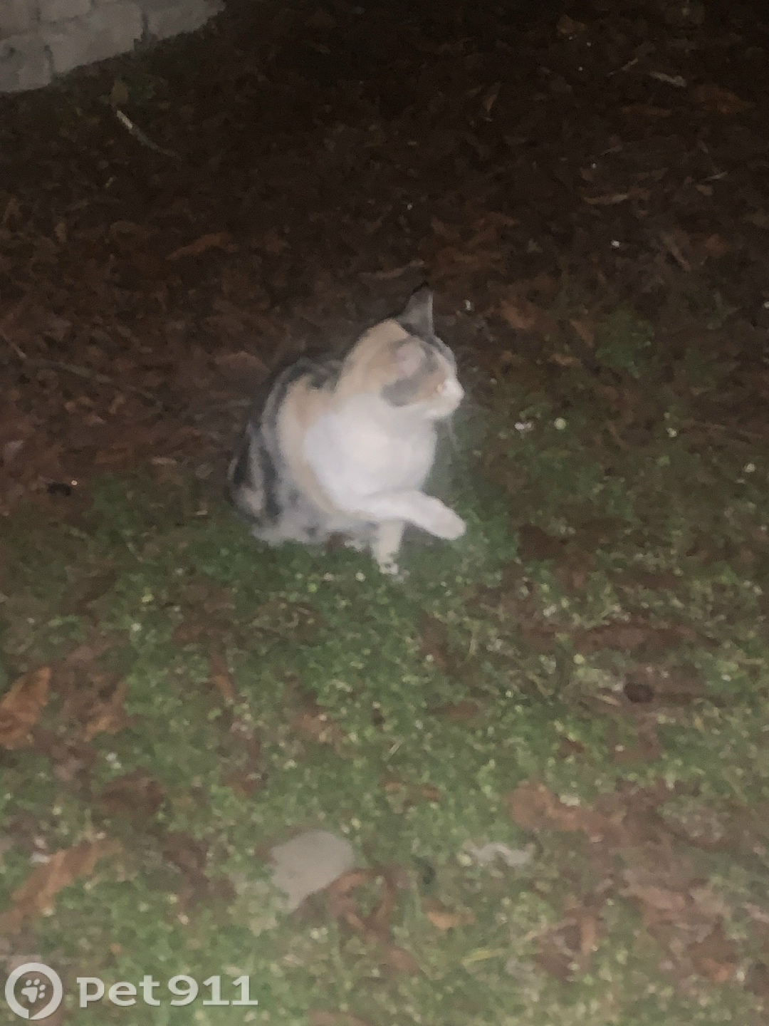 Найдена кошка в Нальчике — фото объявления