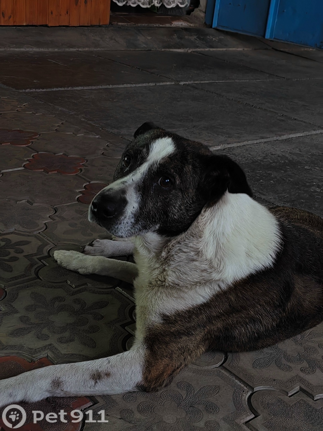 Пропала собака в Нальчике — фото объявления