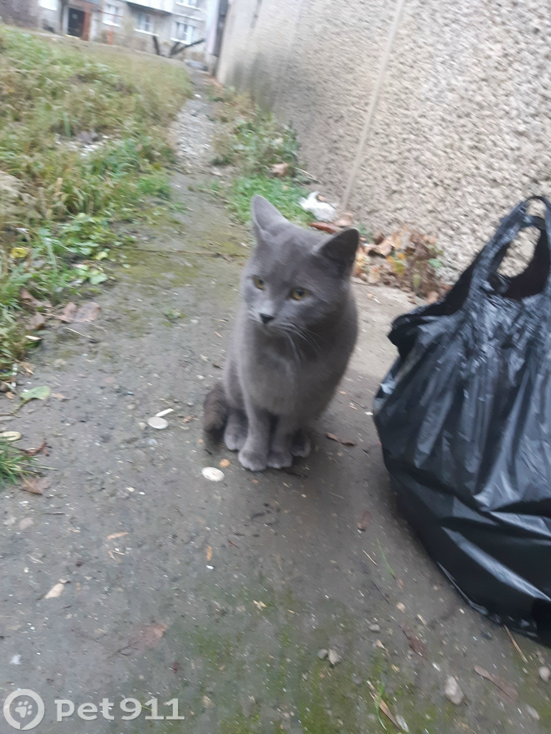 Найдена кошка в Нальчике — фото объявления