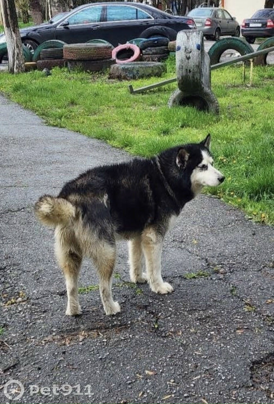 Найдена собака в Нальчике — фото объявления