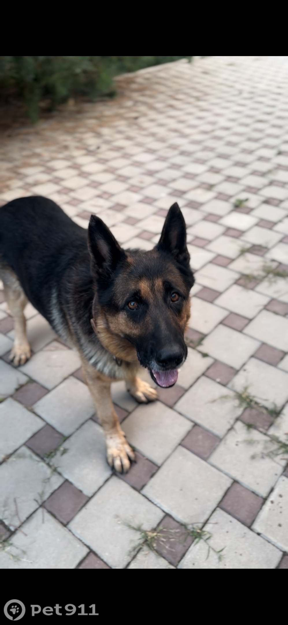 Пропала собака в Нальчике — фото объявления