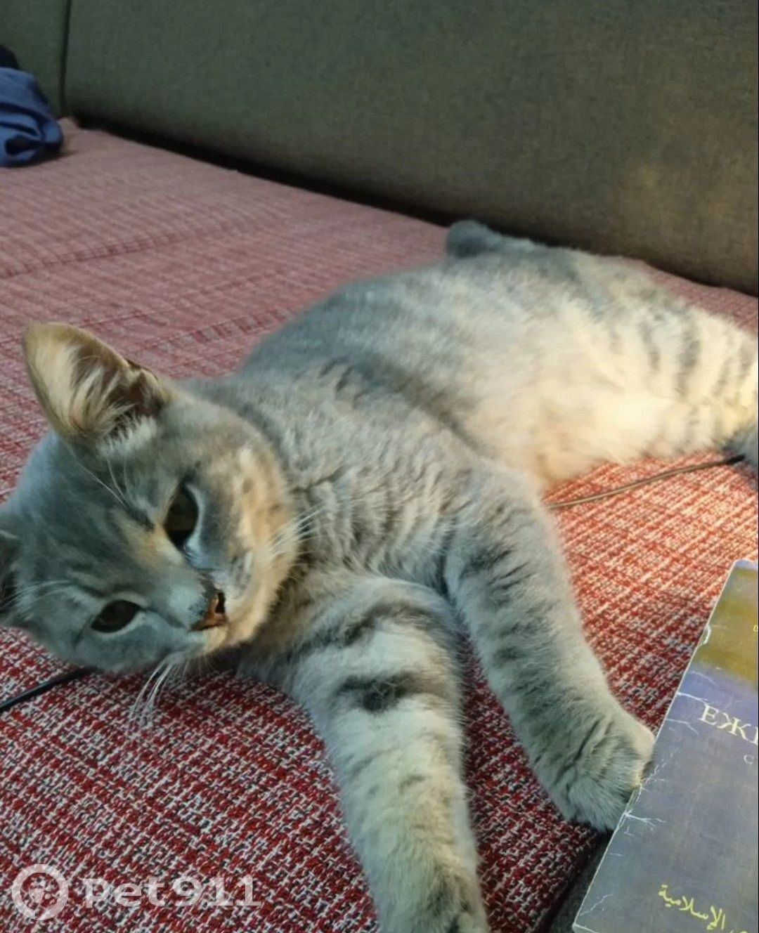 Пропала кошка в Нальчике — фото объявления