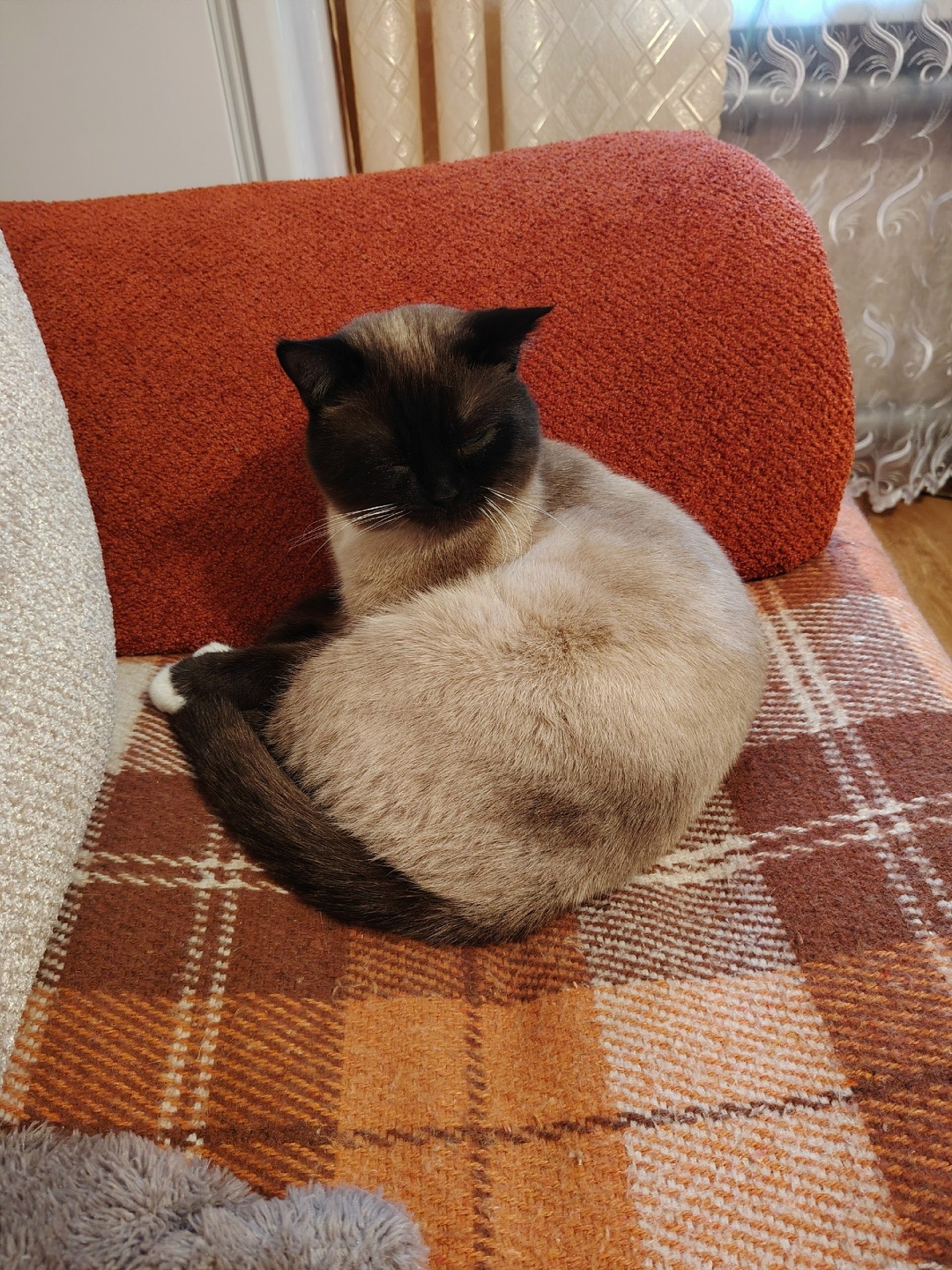 Пропала кошка в Тамбове — фото объявления