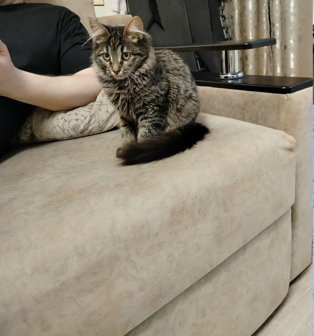 Пропала кошка в Тамбове — фото объявления