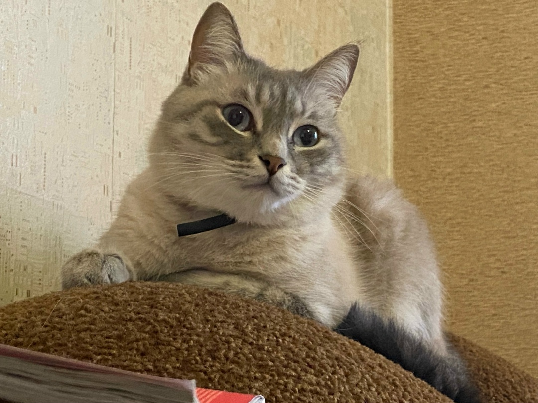 Пропала кошка в Тамбове — фото объявления