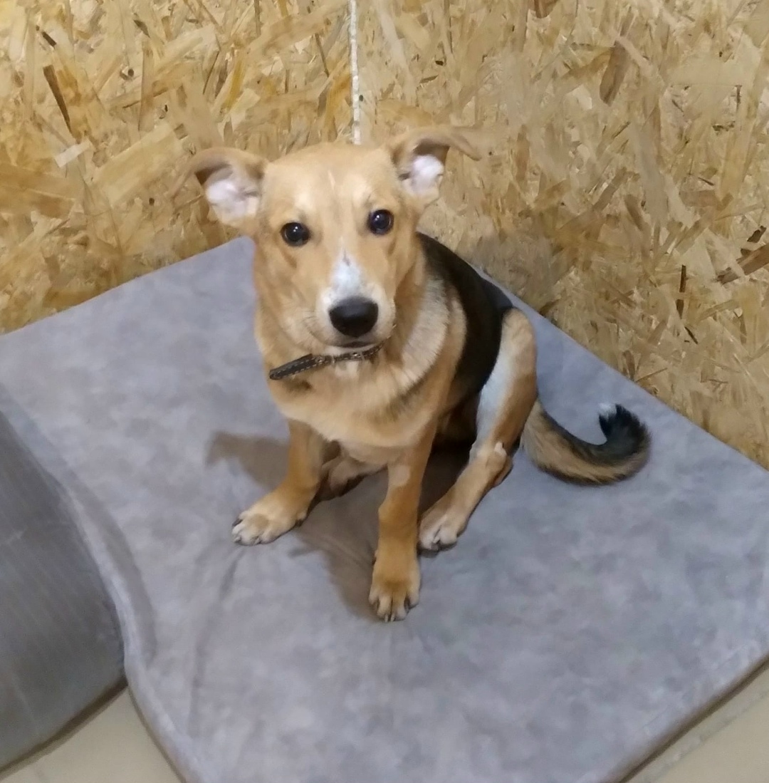 Найдена собака в Тамбове — фото объявления