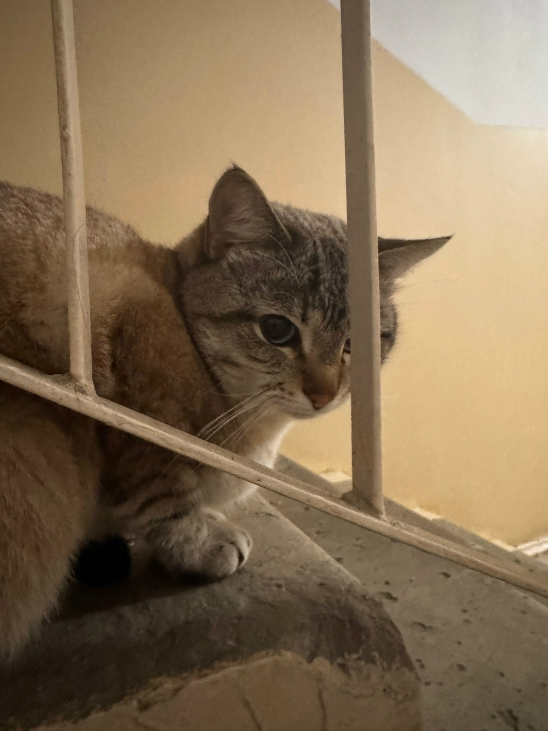 Пропала кошка в Тамбове — фото объявления