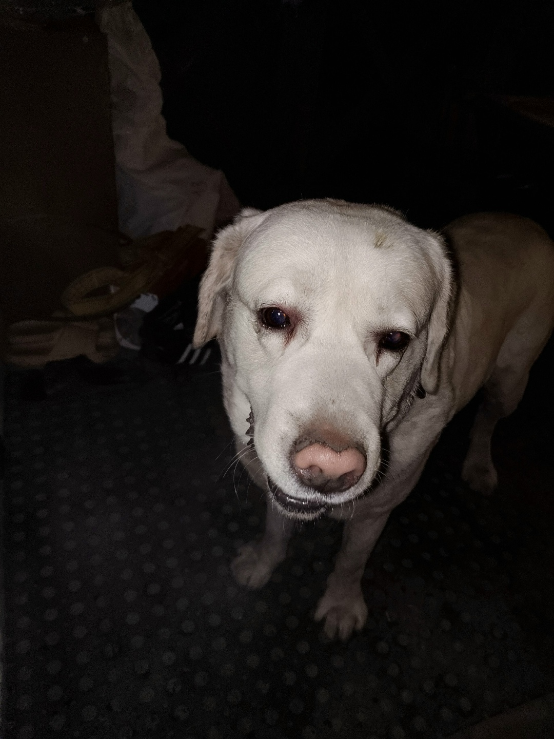 Найдена собака в Тамбове — фото объявления