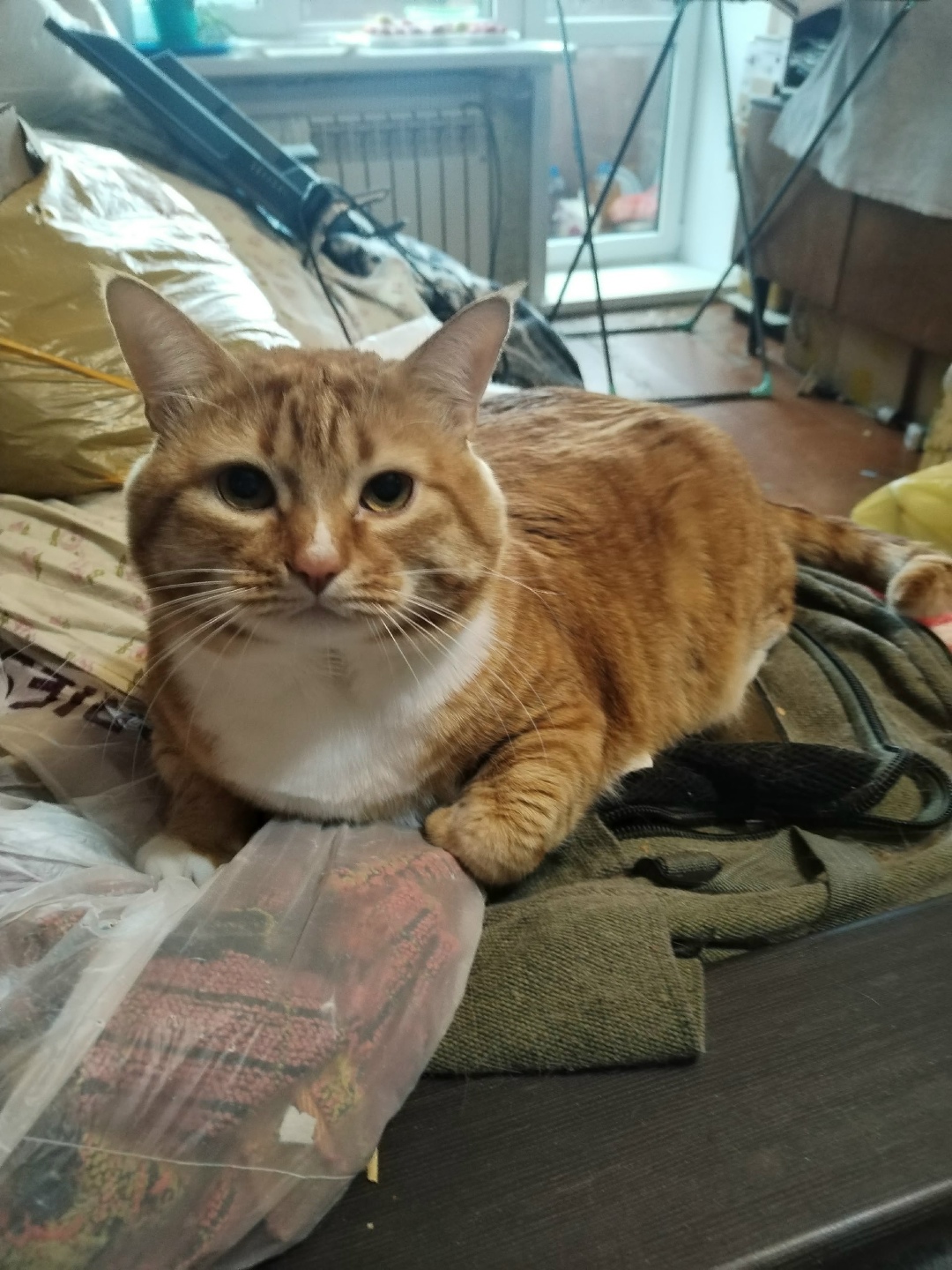 Пропала кошка в Тамбове — фото объявления