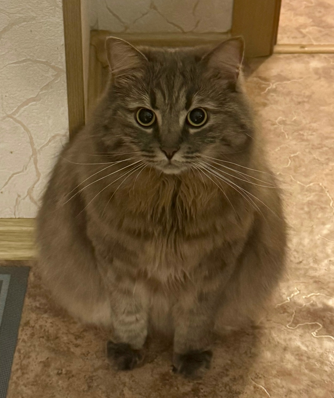 Пропала кошка в Тамбове — фото объявления