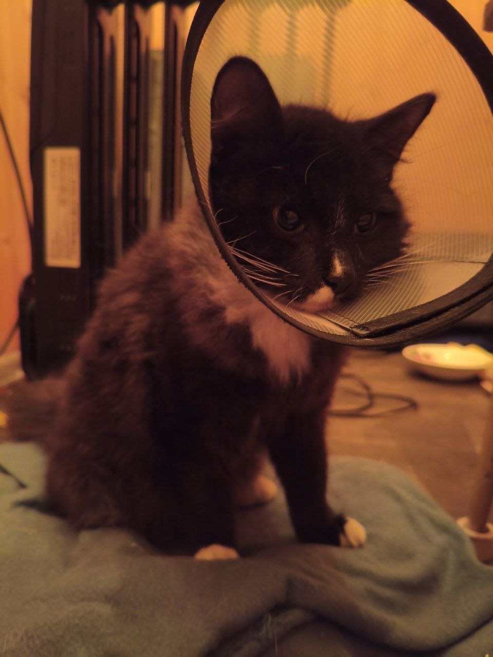 Найдена кошка в Тамбове — фото объявления