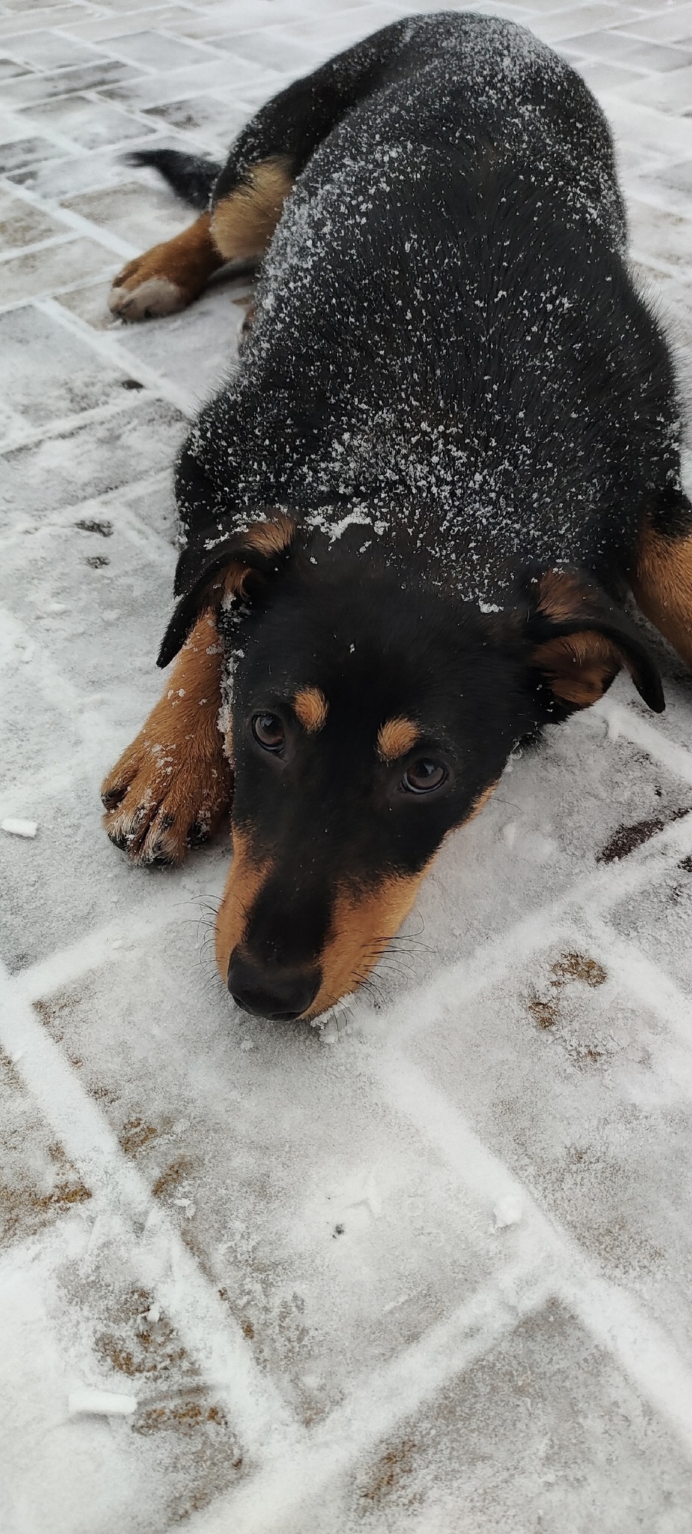 Найдена собака в Тамбове — фото объявления