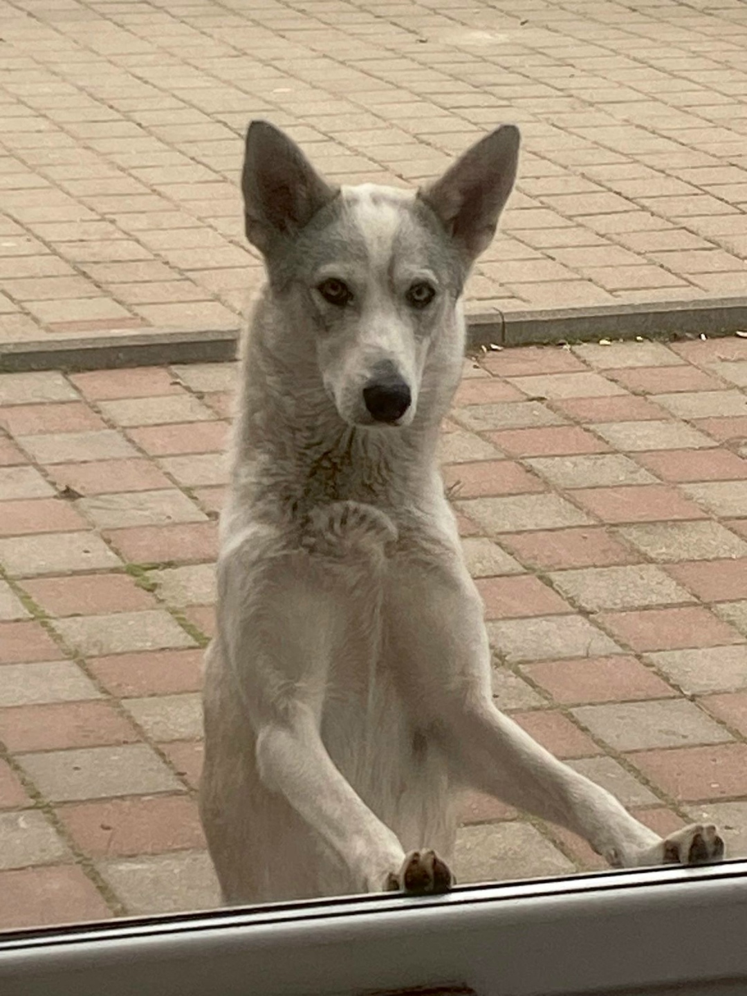 Пропала собака в Тамбове — фото объявления