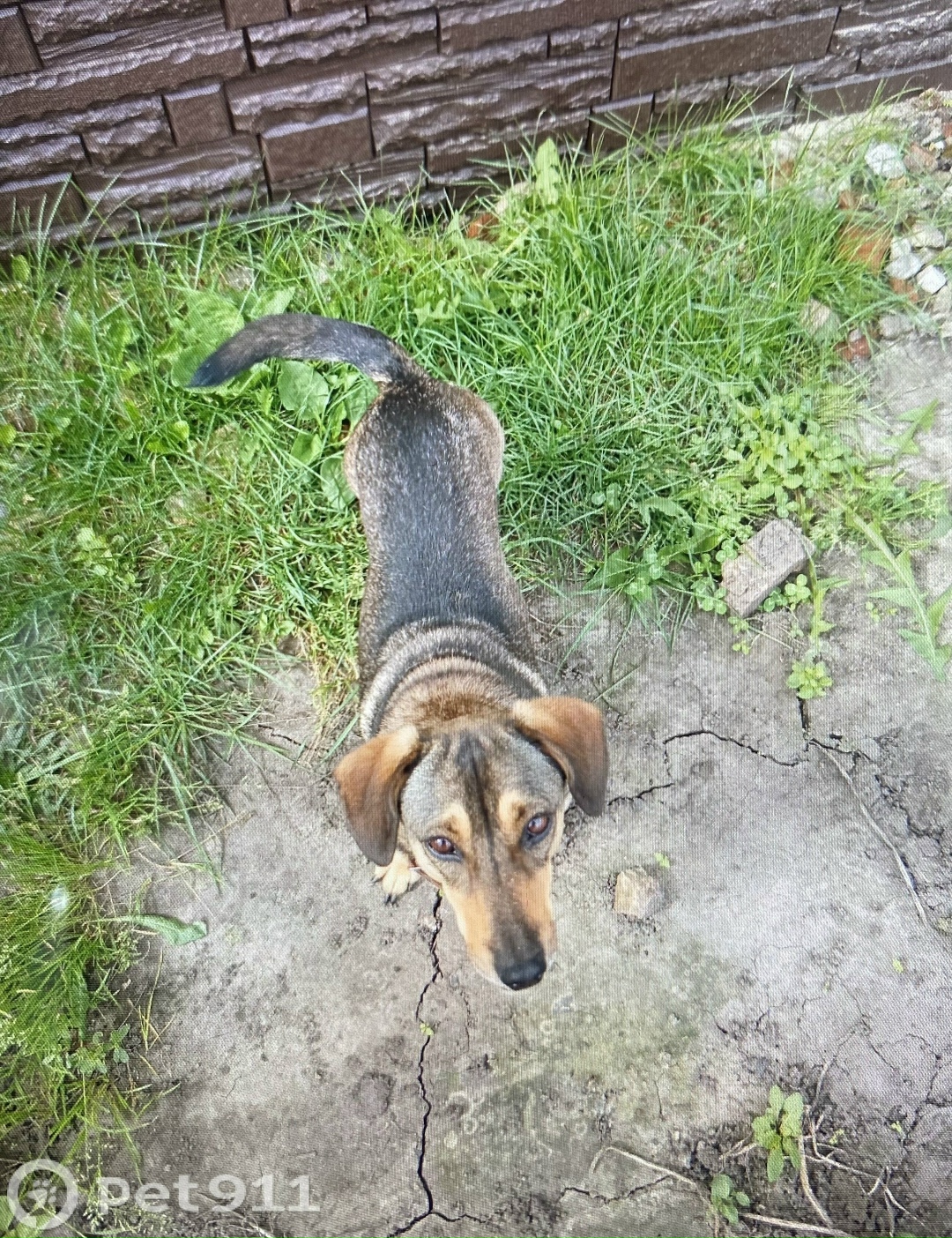 Пропала собака в Тамбове — фото объявления