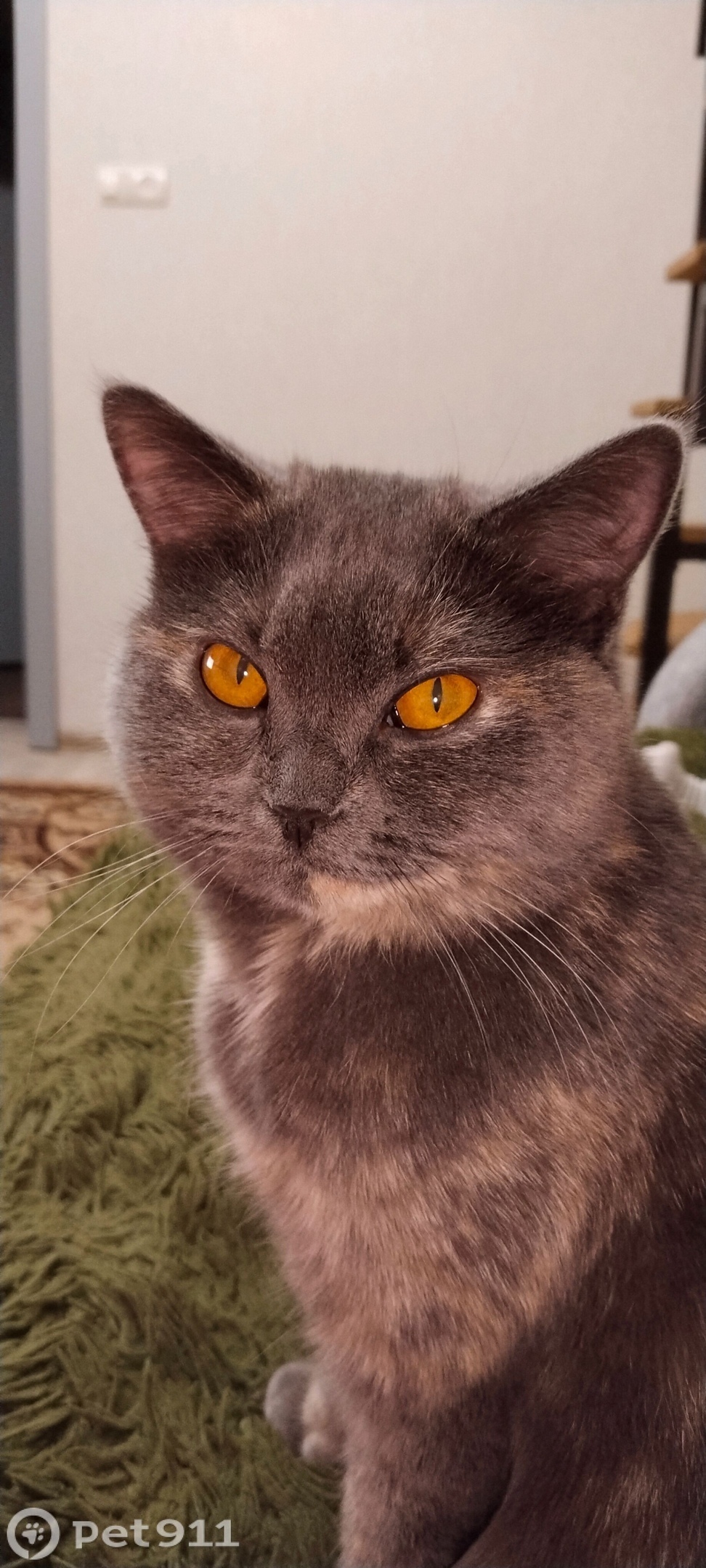 Пропала кошка в Тамбове — фото объявления