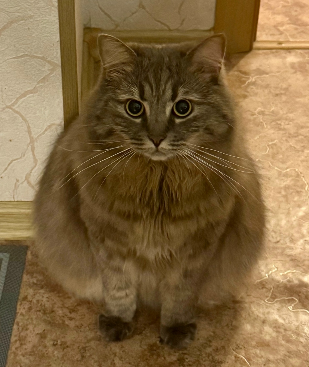 Пропала кошка в Тамбове — фото объявления