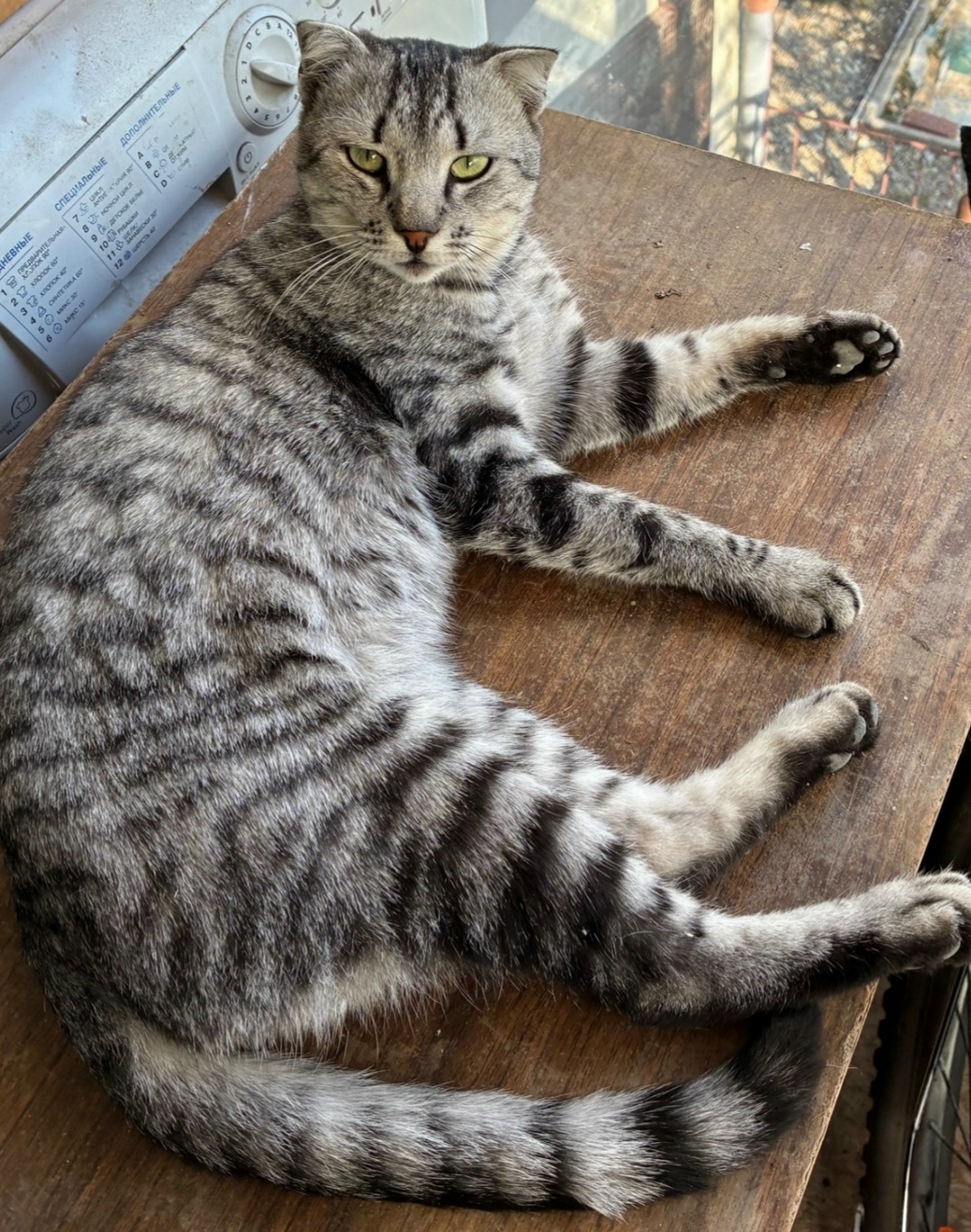 Найдена кошка в Новороссийске — фото объявления