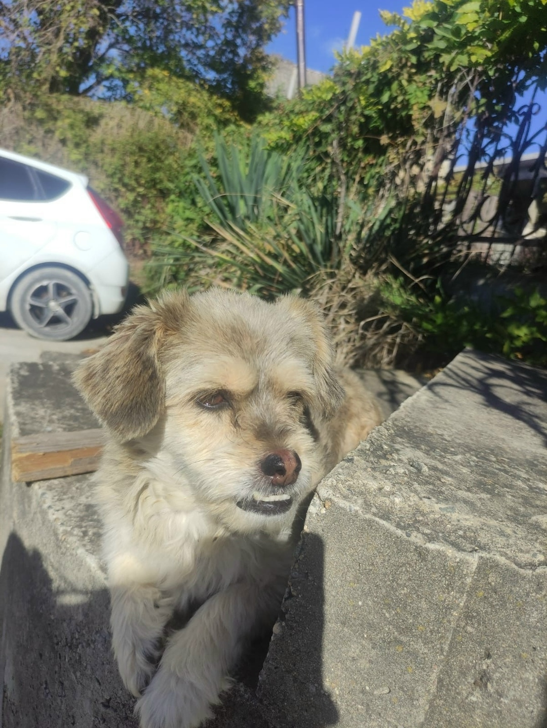 Пропала собака в Новороссийске — фото объявления