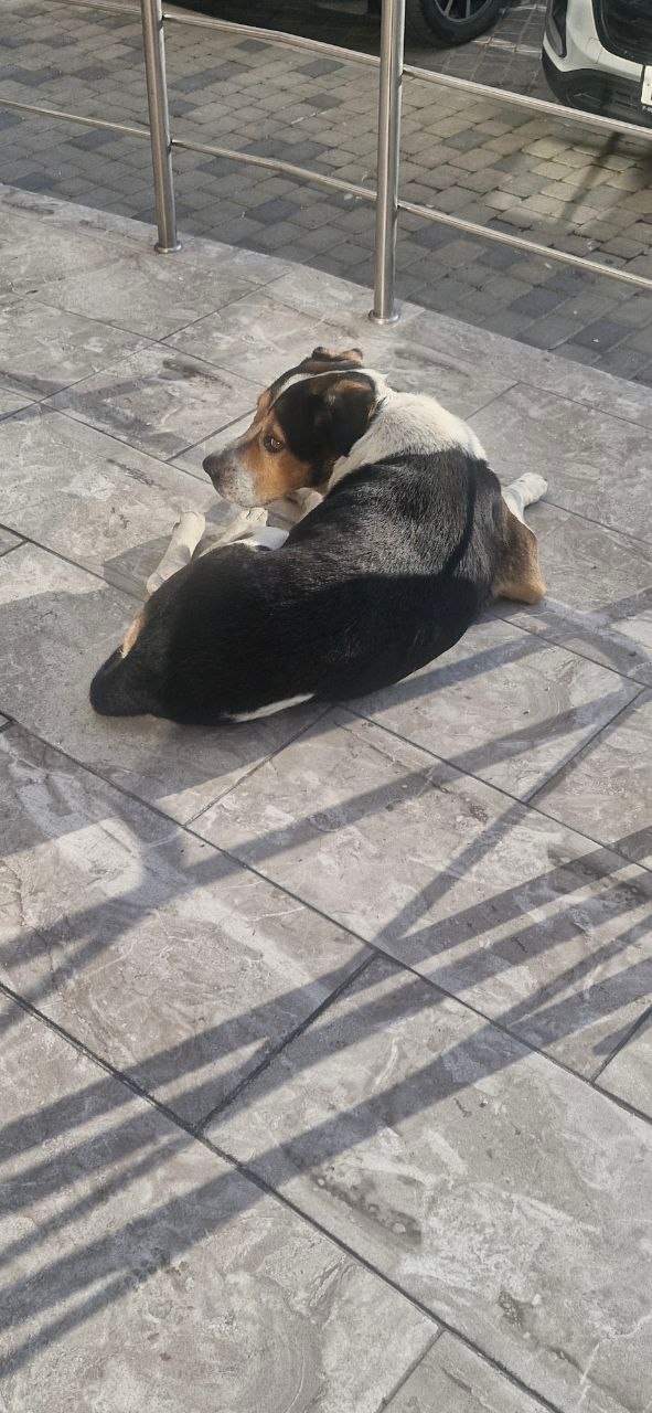 Найдена собака в Новороссийске — фото объявления