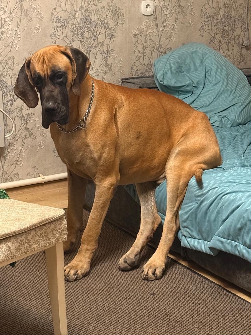 Пропала собака в Новороссийске — фото объявления