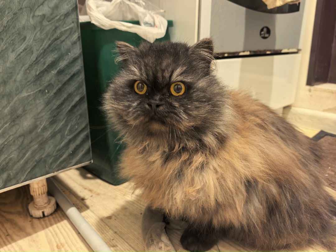 Найдена кошка в Новороссийске — фото объявления