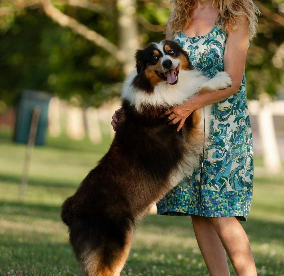 Пропала собака в Новороссийске — фото объявления