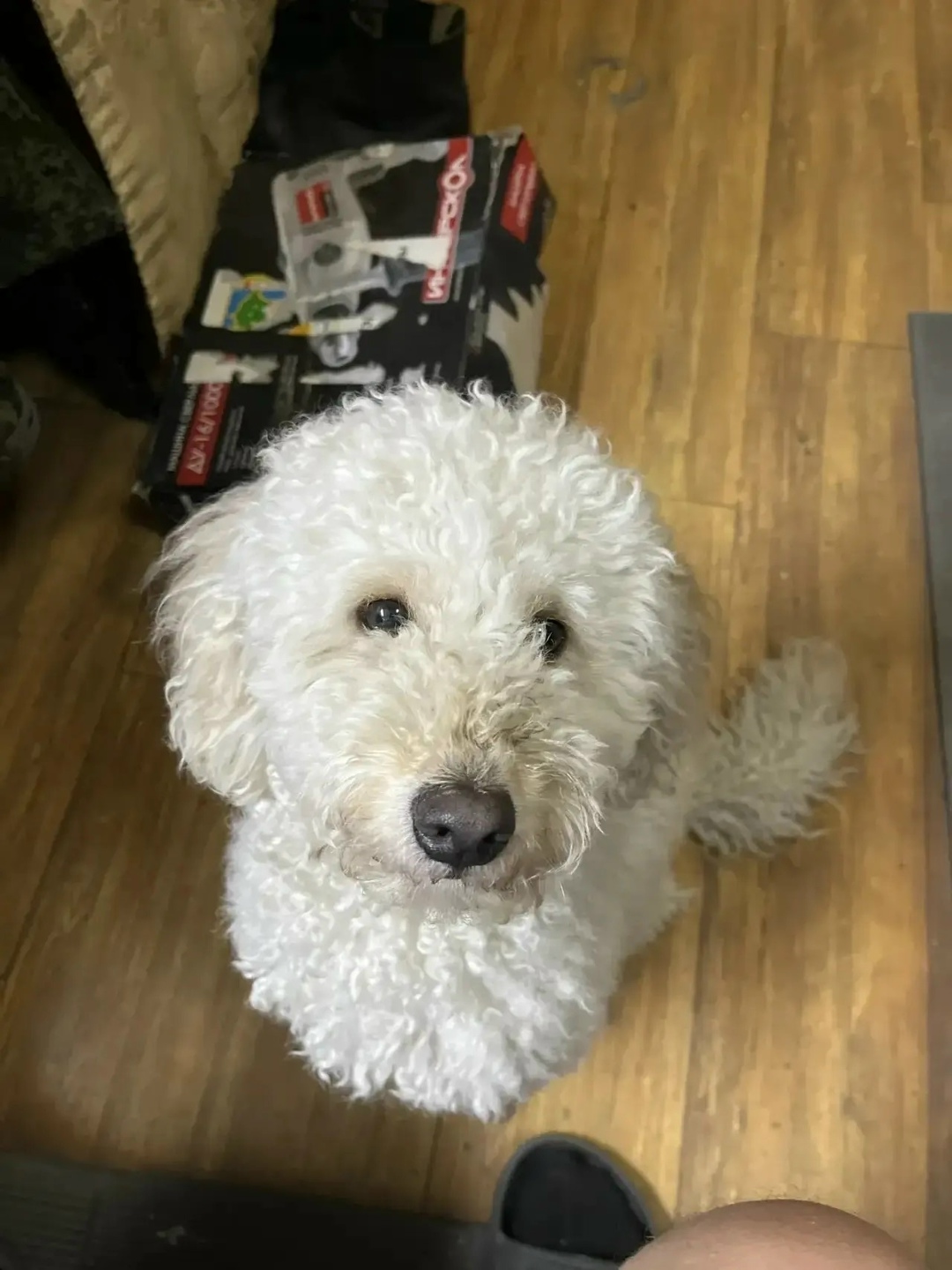 Пропала собака в Новороссийске — фото объявления