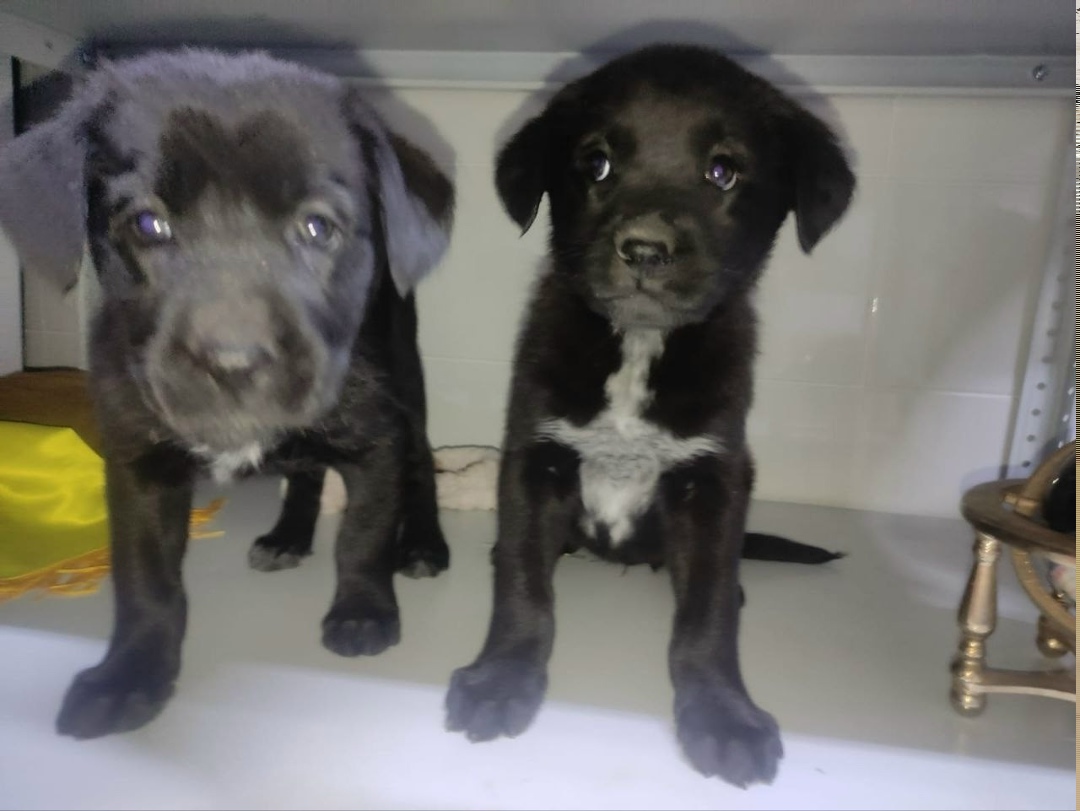 Найдена собака в Новороссийске — фото объявления